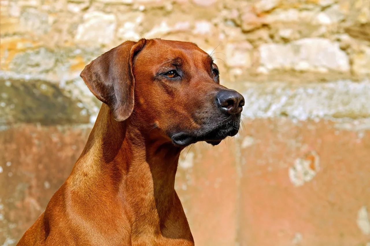 rhodesian ridgeback, dog, guard dog, purebred dog, beautiful, adorable, attention, vigilant, animal, hunting dog, nature, fur, brown dog, pet, dog breed, dog portrait, attentive dog, animal portrait. 6 lessons worth learning about pet grooming startup