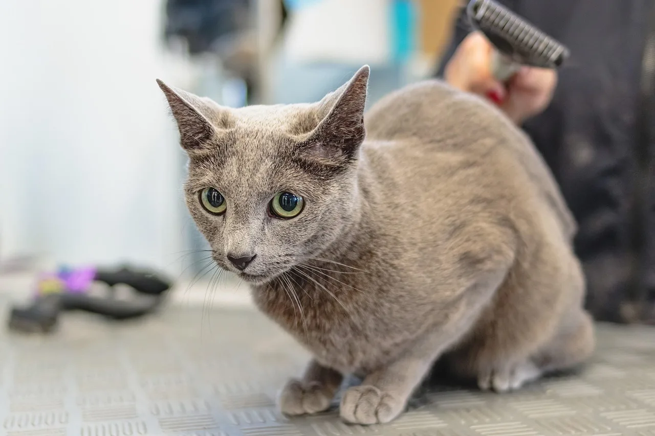 grooming, cat, pet, animal, salon, fur, domestic, feline, purebred, nature, mammal, cute, adorable, groomer, care. Capital for a pet grooming business: what it takes and where it comes from