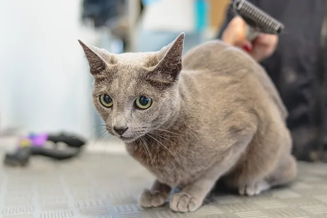 grooming, cat, pet, animal, salon, fur, domestic, feline, purebred, nature, mammal, cute, adorable, groomer, care. Capital for a pet grooming business: what it takes and where it comes from
