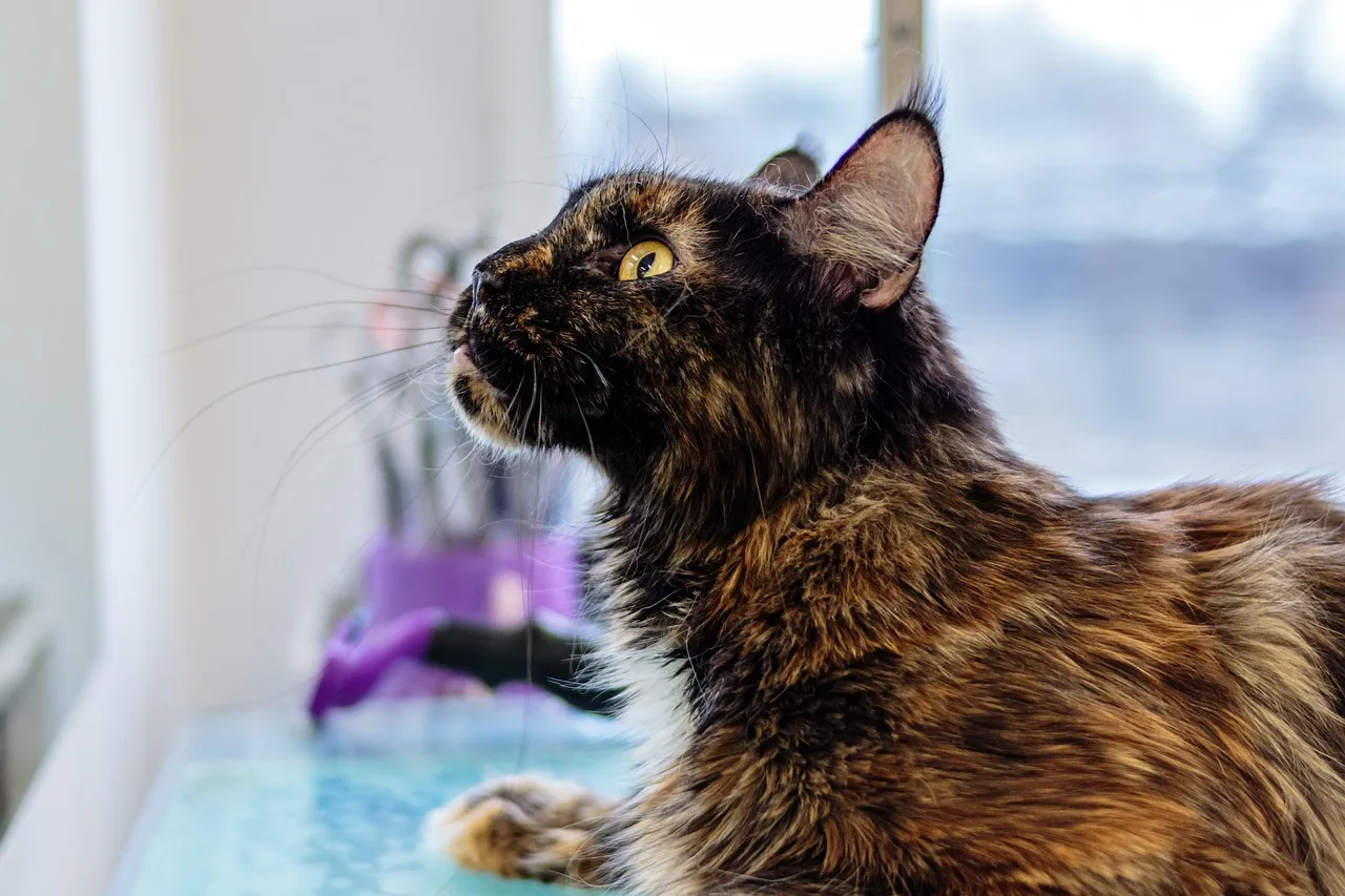 grooming, cat, animal, pet care, pet, feline, pet salon, kitten. Pet Grooming Tax Deductions: Common Costs and Records