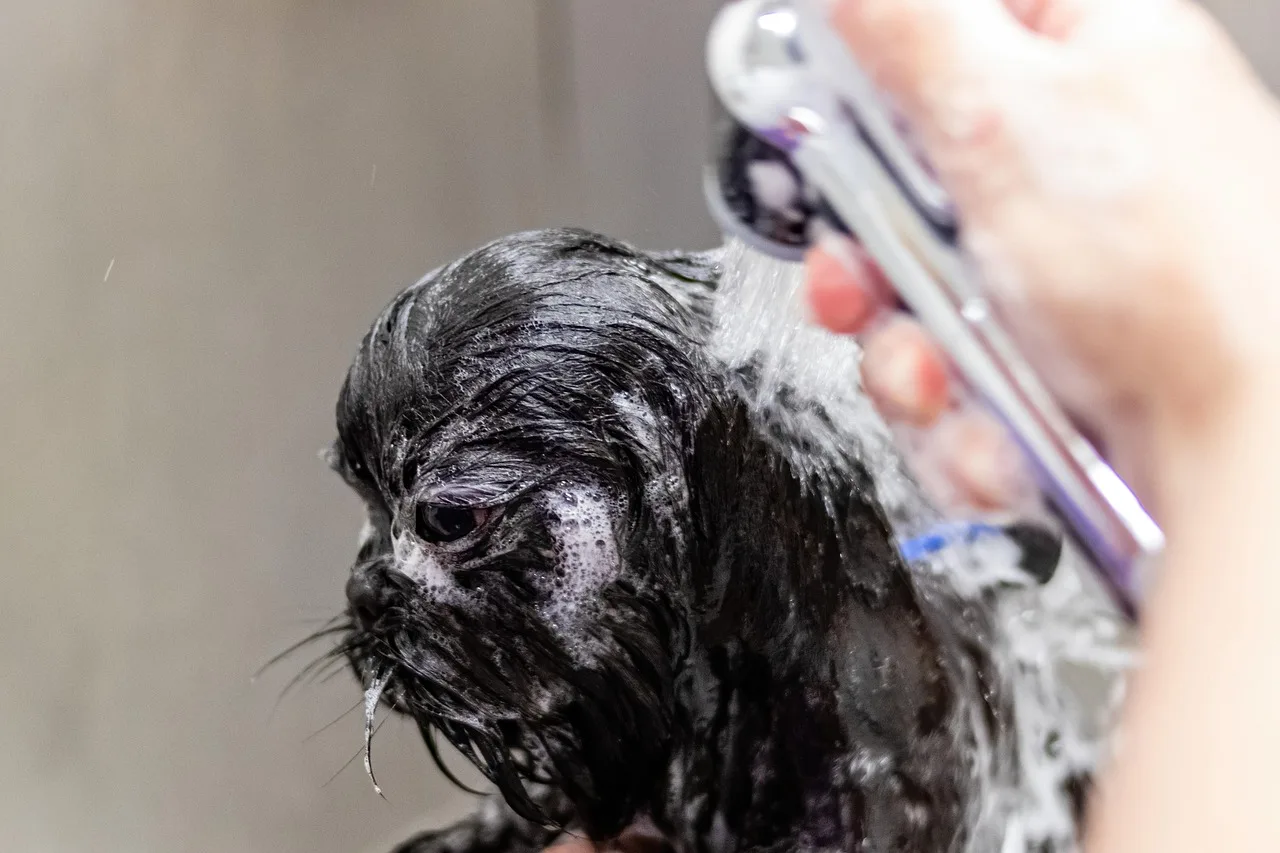 grooming, pet, salon, dog, hair, purebred, young, hairstyle, fur, animal, domestic, cut, professional, beauty, groomer, puppy, care, comb, tool, fluffy, hairdresser, nature, trimmer, hairbrush, barber, indoors. How to read pet grooming trends in your own booking data