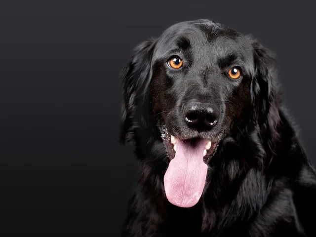 dog, pet, hovawart, black, dog head, animal, black dog, tongue out, black fur, furry, dog portrait, portrait, domestic dog. How SBA loans and resources help American pet grooming startups