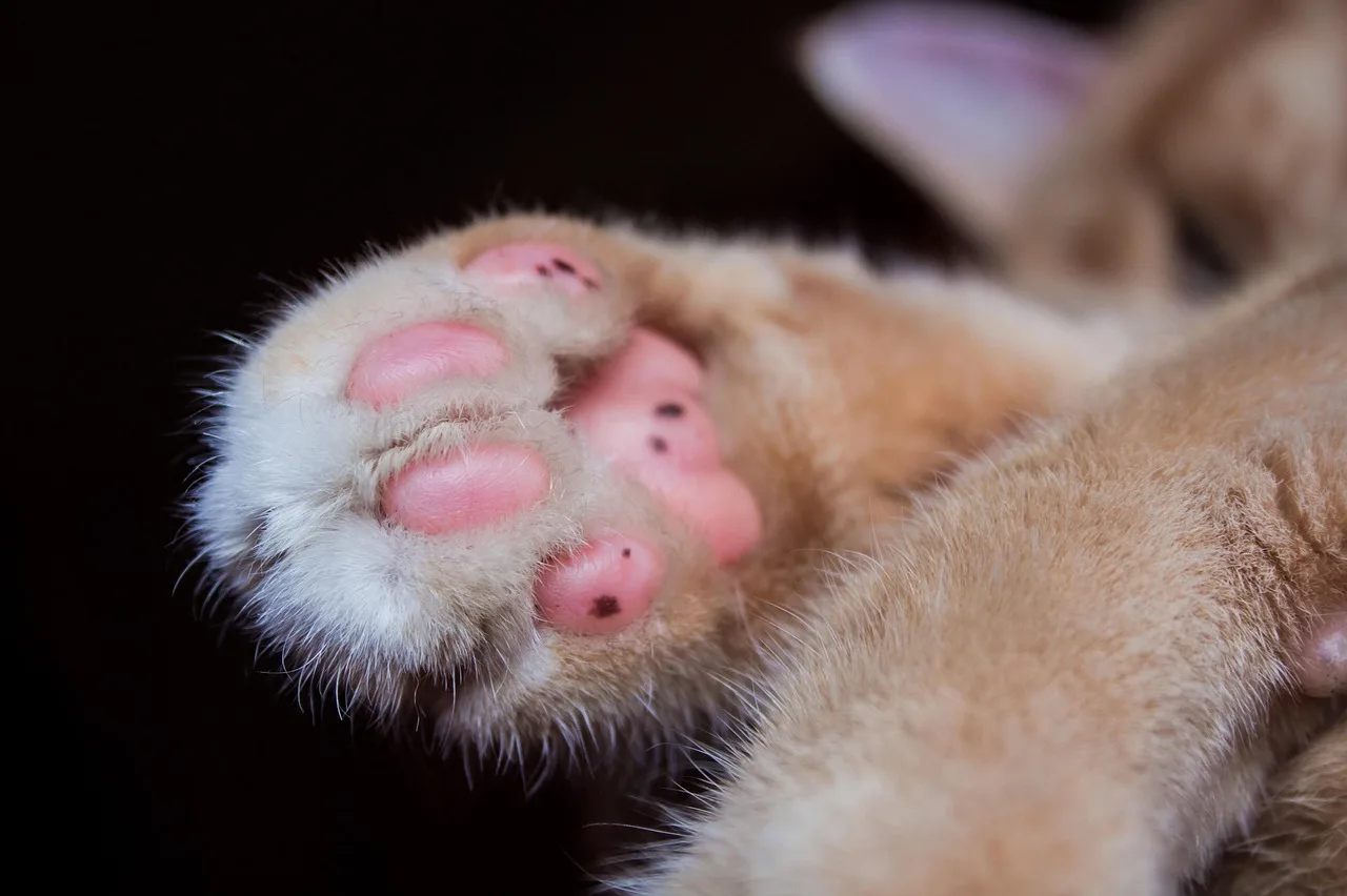 cat, paw, domestic animal, puss, paw print, cute, animal, cat's paw, attentive, nature, domestic cat, kitten, mammal, background image, pet, paw prints, skin, fluffy, animal track, claw, close up, macro. Seattle and Denver grooming needs compared across the seasons