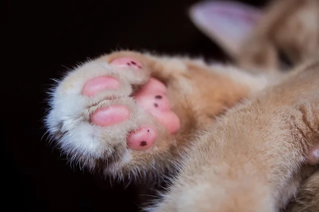 cat, paw, domestic animal, puss, paw print, cute, animal, cat's paw, attentive, nature, domestic cat, kitten, mammal, background image, pet, paw prints, skin, fluffy, animal track, claw, close up, macro. Seattle and Denver grooming needs compared across the seasons