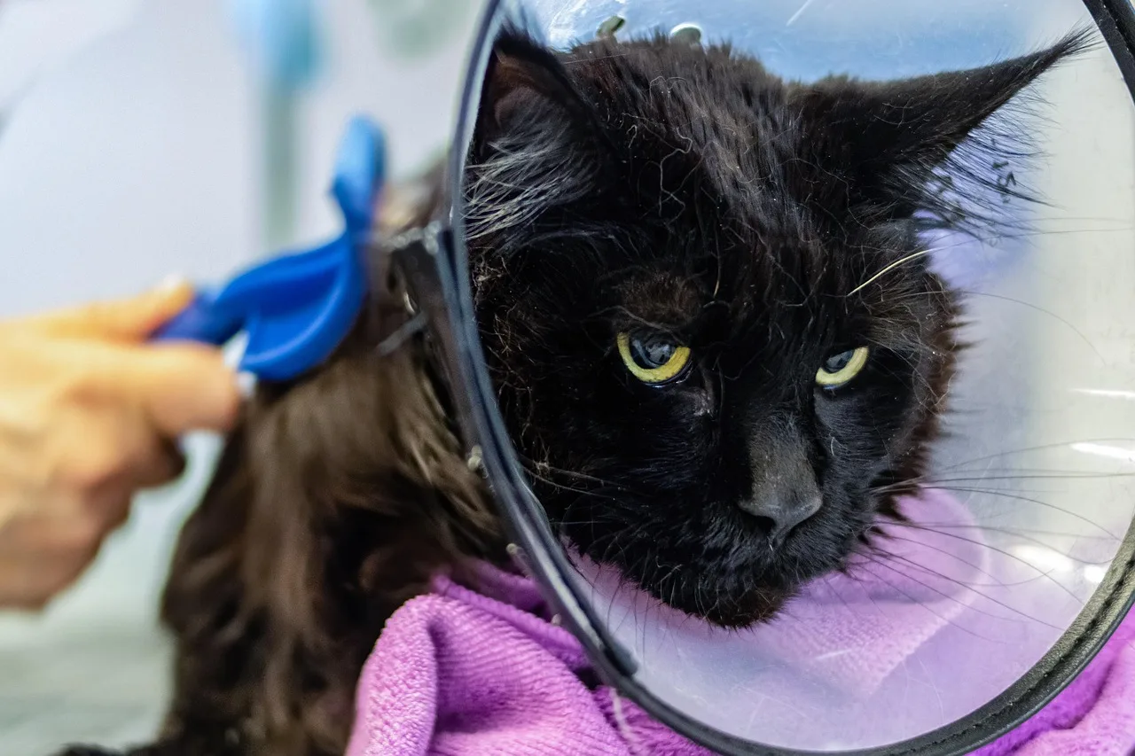 grooming, pet, salon, hair, purebred, young, hairstyle, fur, animal, domestic, cut, professional, beauty, groomer, care, comb, tool, fluffy, hairdresser, nature, trimmer, hairbrush, barber, indoors, looking, head. State licensing for pet groomers: what you need in California, Texas, and New York
