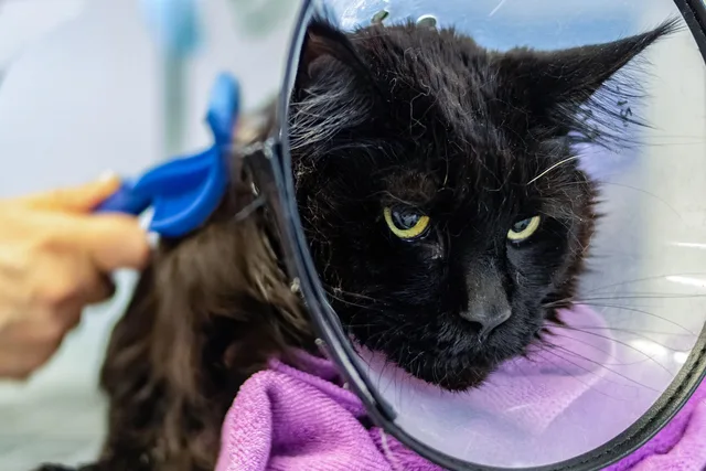 grooming, pet, salon, hair, purebred, young, hairstyle, fur, animal, domestic, cut, professional, beauty, groomer, care, comb, tool, fluffy, hairdresser, nature, trimmer, hairbrush, barber, indoors, looking, head. State licensing for pet groomers: what you need in California, Texas, and New York