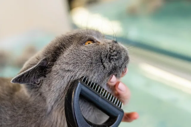 grooming, pet, salon, hair, purebred, young, hairstyle, nature, fur, animal, domestic, cut, professional, beauty, groomer, care, comb, tool, fluffy, hairdresser, trimmer, hairbrush, barber, indoors, looking, head. Licences for a pet grooming business: the full list